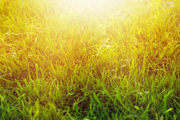 夏の間、庭の緑の芝生。高品質の写真. — ストック写真