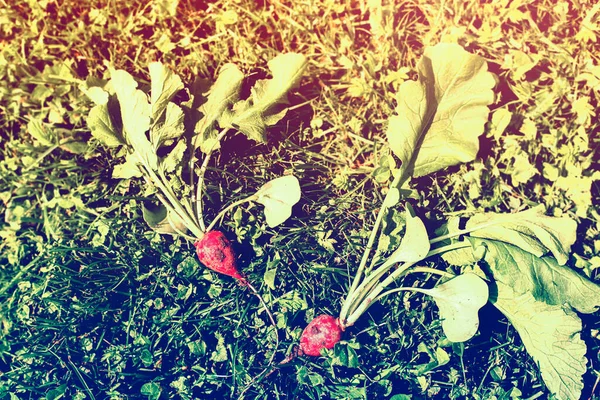 Radieschenernte im Garten im Sommer. Hochwertiges Foto. — Stockfoto