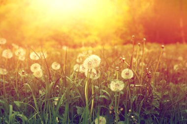 Yaz boyunca çayırda çiçekler. Kaliteli fotoğraf..