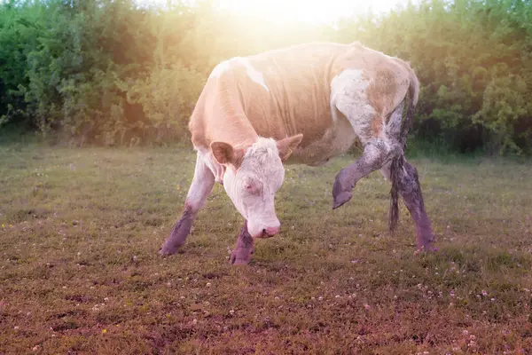 緑の畑に芝生を放牧牛高品質の写真. — ストック写真