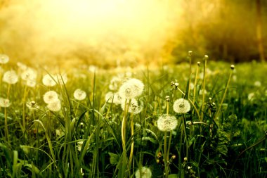 Yaz boyunca çayırda çiçekler. Kaliteli fotoğraf..