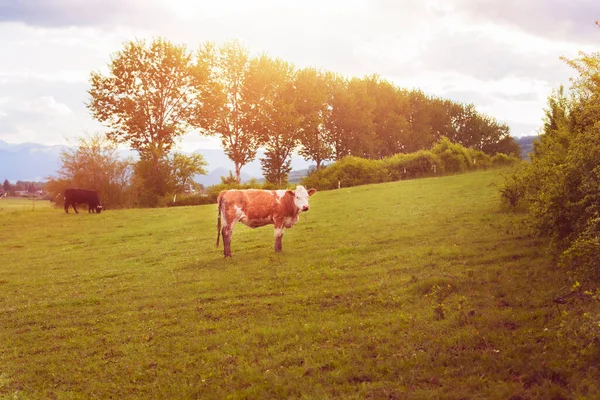 Krowa wypasu trawy na zielonym polach.Wysokiej jakości zdjęcie. — Zdjęcie stockowe