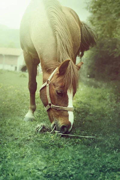 Caballo marrón pastando en el prado verde. foto de alta calidad. — Foto de Stock