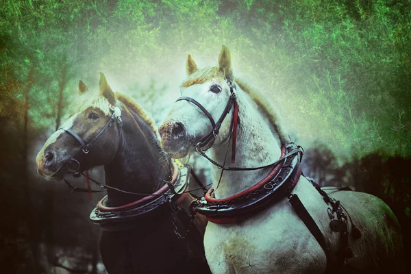 Caballos de tiro en el arnés completo.Foto de alta calidad —  Fotos de Stock