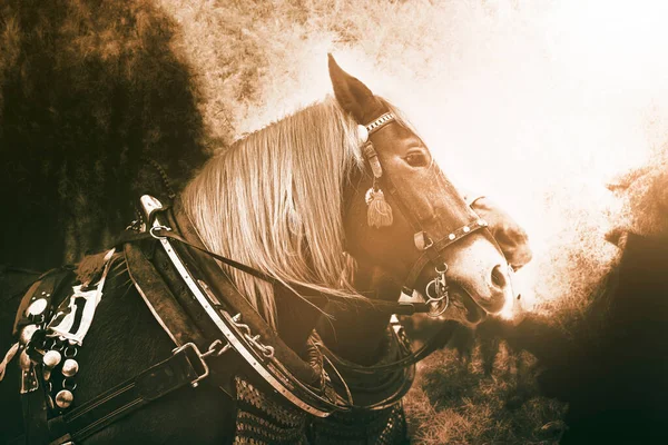 Ontwerp paarden in volledig harnas. Hoge kwaliteit foto — Stockfoto