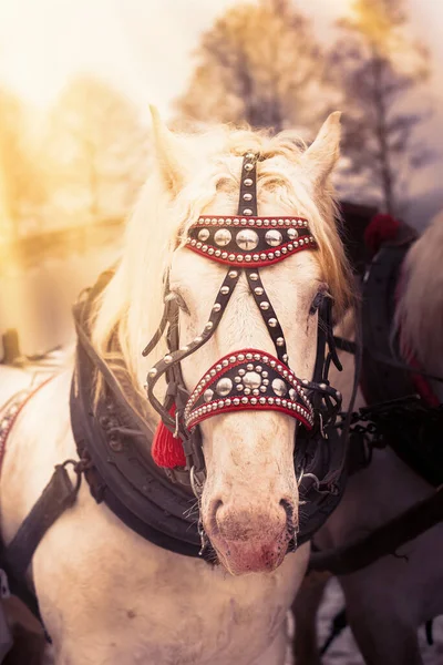 Draft horses in full harness.High quality photo