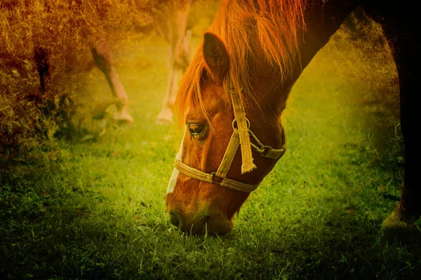 Brun pâturage de cheval sur prairie verte.Photo de haute qualité. — Photo