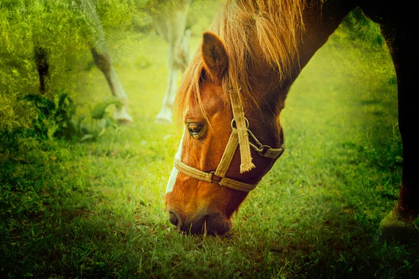 緑の草原で茶色の馬の放牧。高品質の写真. — ストック写真