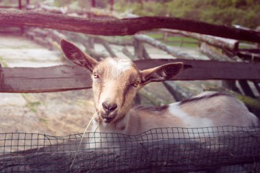 Hayvan çiftliğinin çitlerinin arkasından bakan kahverengi keçi yavrusu