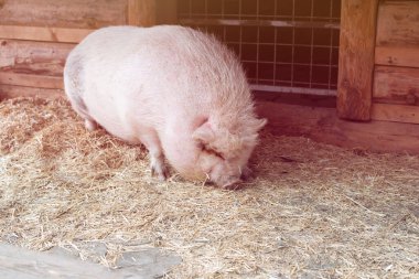 Hayvan çiftliğinde kocaman pembe bir domuz. Çok kaliteli bir fotoğraf.