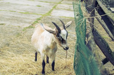 Keçi çocuk kendini hayvan çiftliğinde samanla besliyor..