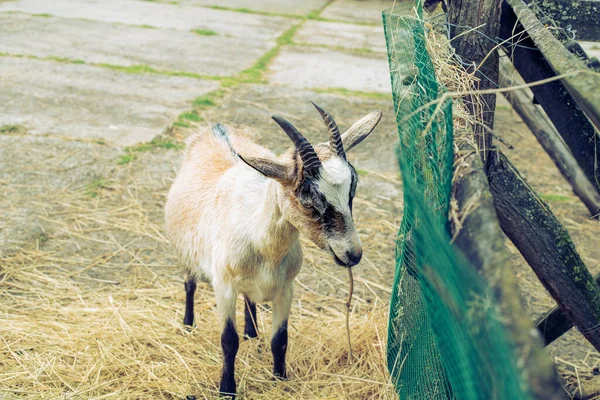 山羊宝宝在畜牧场喂自己的干草. — 图库照片