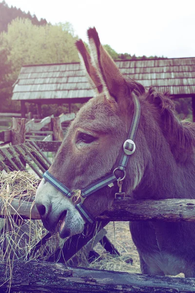 Retrato de un burro encerrado en una granja de animales. —  Fotos de Stock