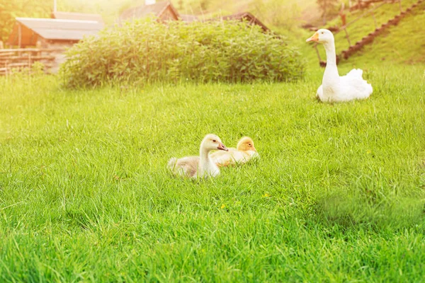 Weiße Gans und Gänse auf der Weide.Hochwertiges Foto. — Stockfoto