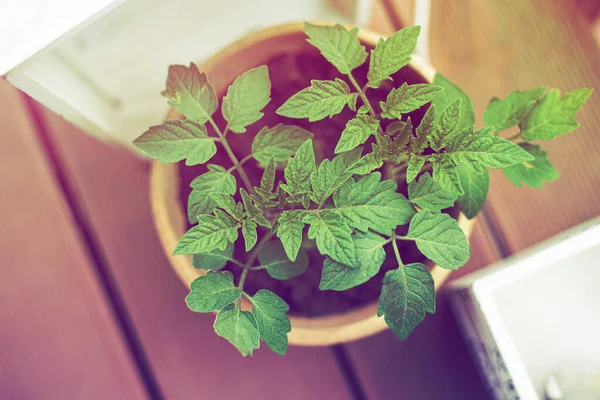 Planta de tomate en maceta de barro en el piso del balcón. —  Fotos de Stock