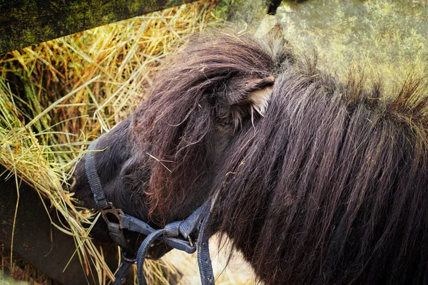 Pony alimentándose de heno en la granja de animales.Foto de alta calidad. —  Fotos de Stock