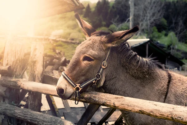 Portretul unui măgar în incintă la ferma de animale . — Fotografie, imagine de stoc