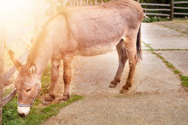 Hayvan çiftliğinde eşşek var. Kaliteli fotoğraf.