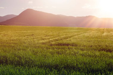Bahar mevsiminde tarım arazisi. Yüksek kaliteli fotoğraf..