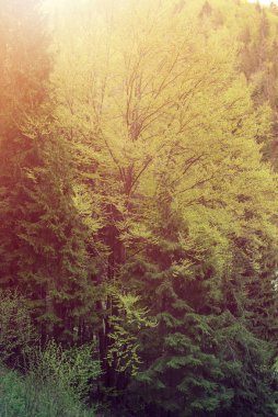 İlkbaharda ormanda açan ağaçlar.