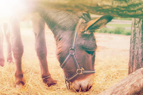 Retrato de un burro encerrado en una granja de animales. — Foto de Stock