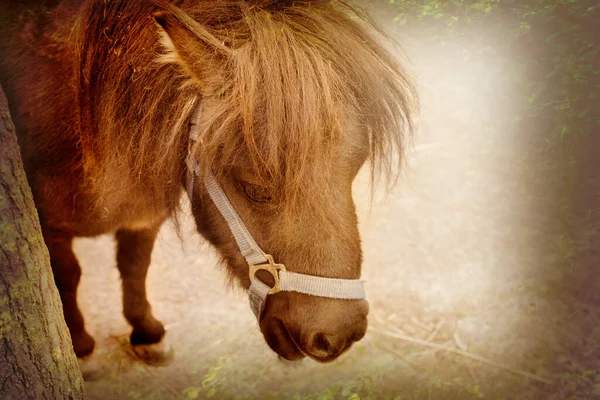 Pony en el recinto en la granja de animales.Foto de alta calidad. —  Fotos de Stock