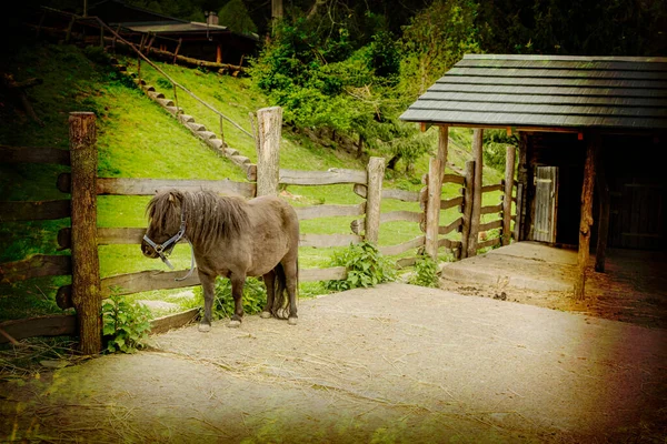 Häst i inhägnad på djurfarm.Högkvalitativt foto. — Stockfoto
