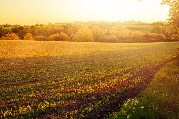 Agricultural field during spring season.High quality photo. — Stock Photo, Image