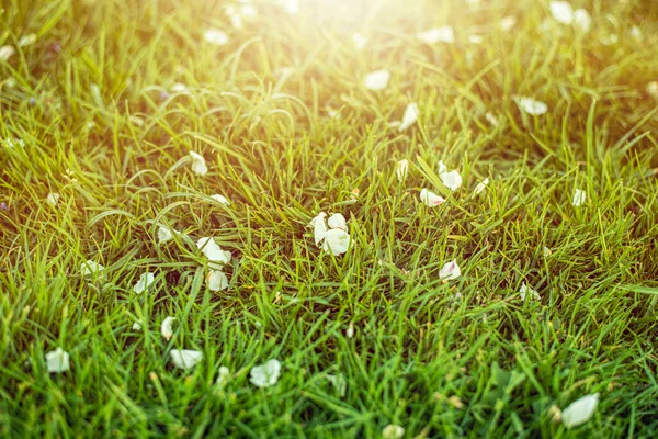 庭の緑の芝生に散在する白い花弁. — ストック写真