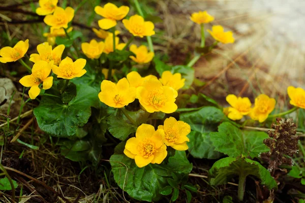 Marsh marigold flowers in forest during sprintime — Stock Photo, Image