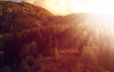 Baharda güneşli yeşil orman. Yüksek kalite fotoğraf.