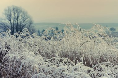 Kış mevsiminde donmuş ot. Kaliteli fotoğraf..