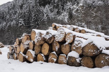 Büyük kereste yığını karla kaplı. Kereste endüstrisi. Yüksek kalite fotoğraf.