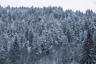 Kış mevsiminde kozalaklı orman. Çok kaliteli bir fotoğraf..