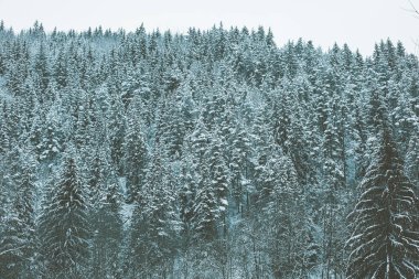 Kış mevsiminde kozalaklı orman. Çok kaliteli bir fotoğraf..