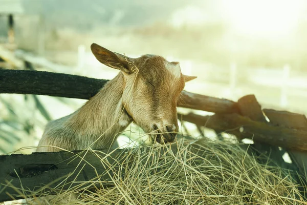 Junge Ziege füttert sich auf Tierfarm mit Heu. Hochwertiges Foto. — Stockfoto