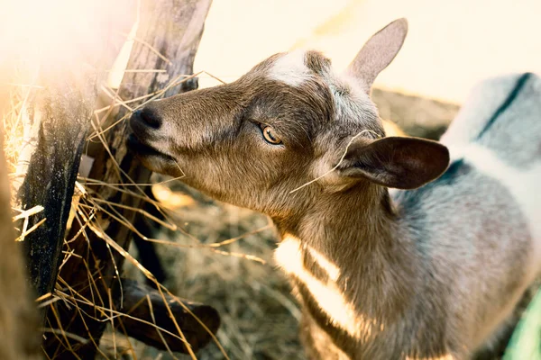 Jeune chèvre se nourrissant de foin sur la ferme animale.Photo de haute qualité. — Photo