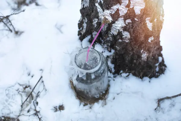 Сбор Березового Сока Снежную Погоду Высокое Качество Фото — стоковое фото