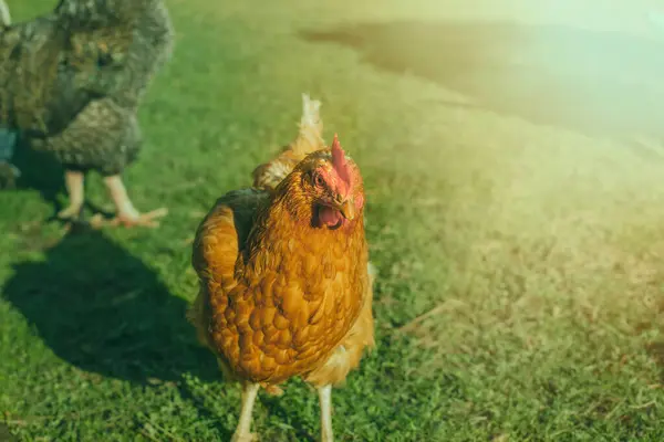 Gallina Pastando Hierba Jardín Spring Temporada Foto Alta Calidad —  Fotos de Stock