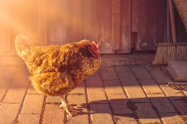 Kahverengi tavuk ahır kapısının yanında duruyordu. Yüksek kalite fotoğraf