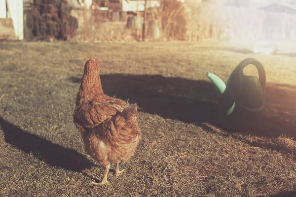 Poule Broutant Herbe Dans Jardin Saison Pring Photo Haute Qualité — Photo