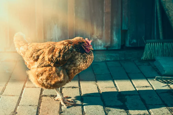 Kahverengi Tavuk Ahır Kapısının Yanında Duruyordu Yüksek Kalite Fotoğraf — Stok fotoğraf