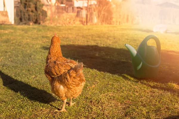 Poule Broutant Herbe Dans Jardin Saison Pring Photo Haute Qualité — Photo