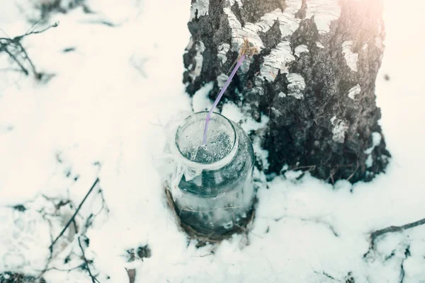 Сбор Березового Сока Снежную Погоду Высокое Качество Фото — стоковое фото
