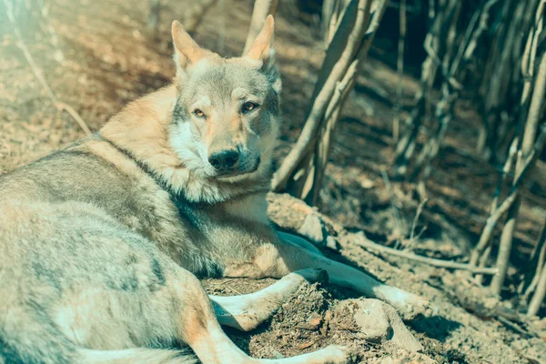 Tschechoslowakischer Wolfshund Entspannt Sich Einem Sonnigen Tag Wald Hochwertiges Foto — Stockfoto