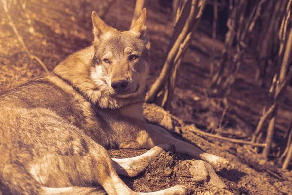 Tschechoslowakischer Wolfshund Entspannt Sich Einem Sonnigen Tag Wald Hochwertiges Foto — Stockfoto