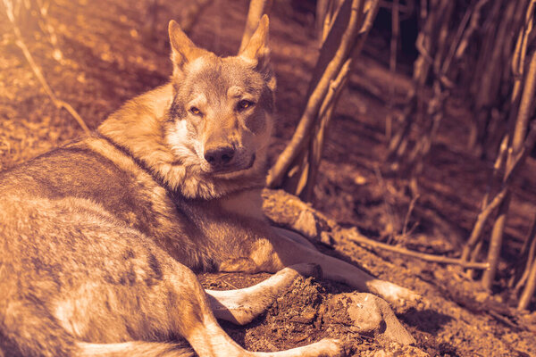 Czechoslovakian wolfdog relaxing in the forest on a sunny day. High quality photo