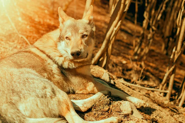 Checoslovaco Lobo Cão Relaxante Floresta Dia Ensolarado Foto Alta Qualidade — Fotografia de Stock