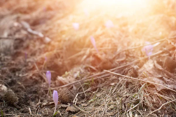 Kwiaty Szafranu Łące Sezonie Wiosennym Wysokiej Jakości Zdjęcie — Zdjęcie stockowe