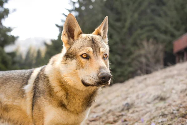 Çayırdaki Çekoslovakya kurt köpeğinin portresi. Yüksek kalite fotoğraf
